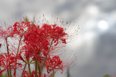 キラキラ曼殊沙華
