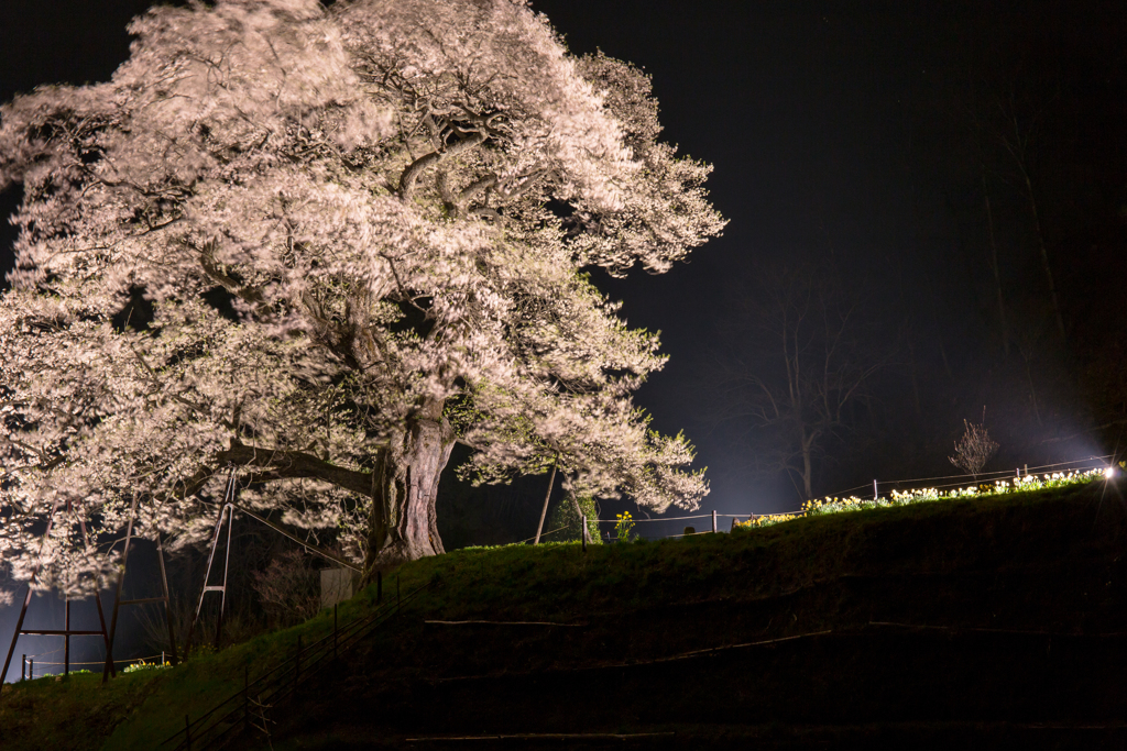 小奴可の要害桜-3