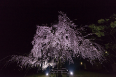 枝垂桜-1