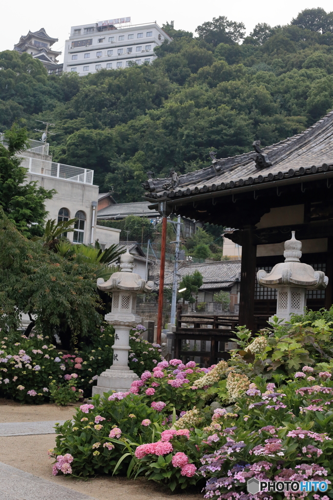 尾道あじさい寺。。。