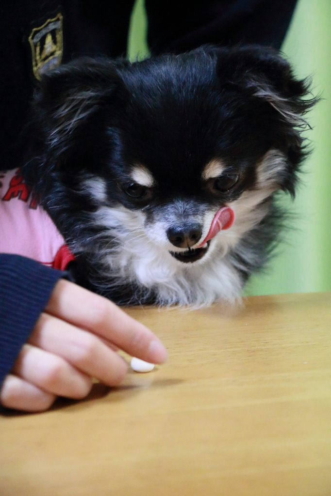狼犬