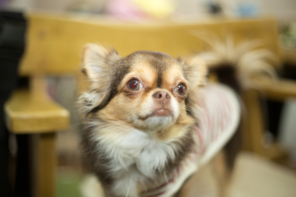 りくちゃん。。。