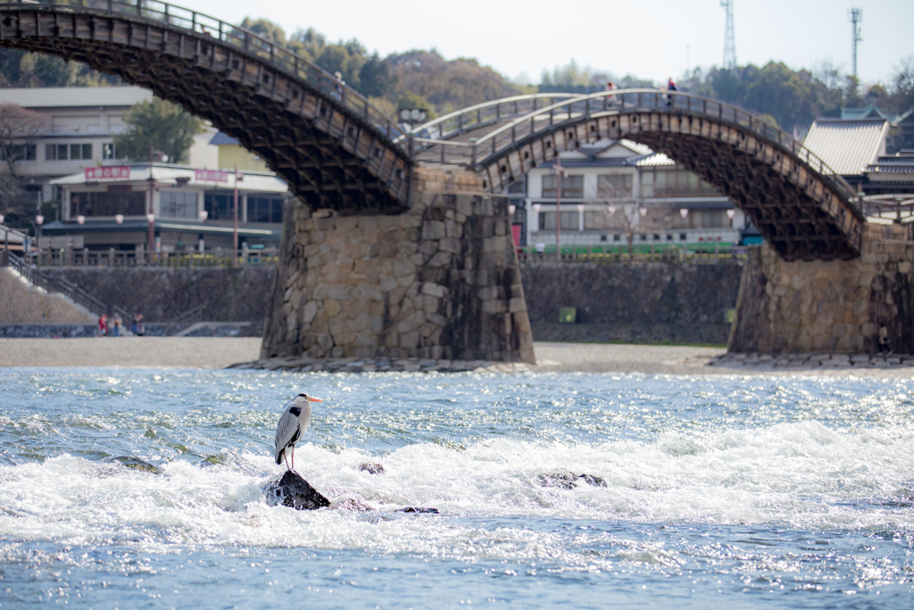 アオサギと錦帯橋