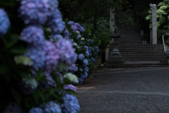 神宮寺の紫陽花-6