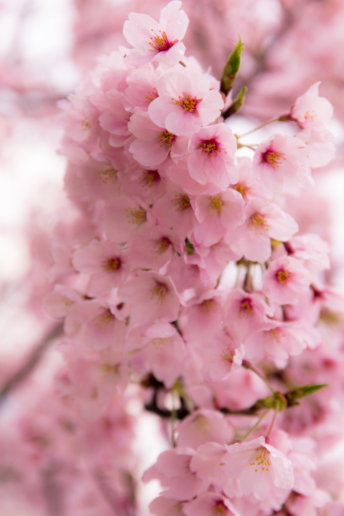 桜。。。