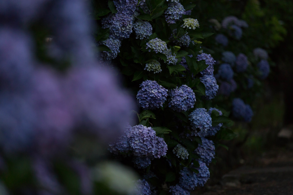 神宮寺の紫陽花-5