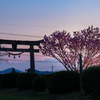 春日神社の陽光桜-1