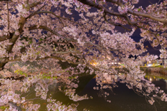 三原城と桜-3