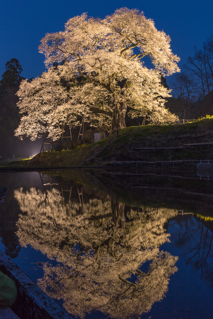 小奴可の要害桜-1
