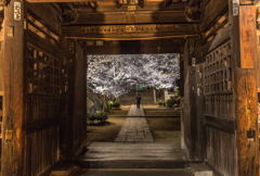 仁王門とソメイヨシノ