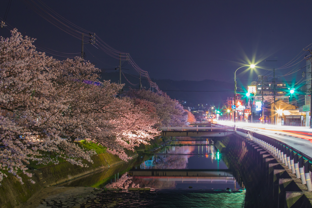 桜土手-4