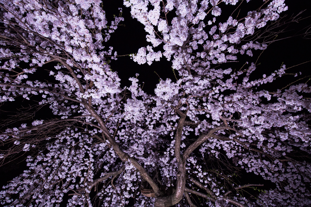 枝垂桜-2