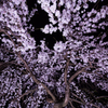 枝垂桜-2