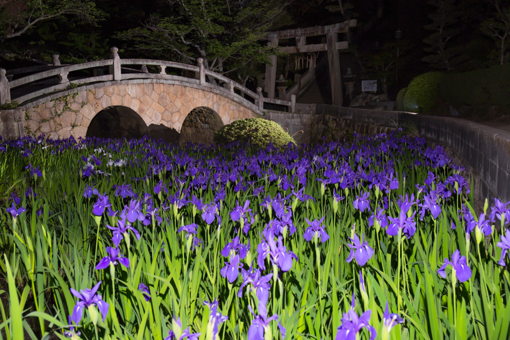 菅原神社のカキツバタ