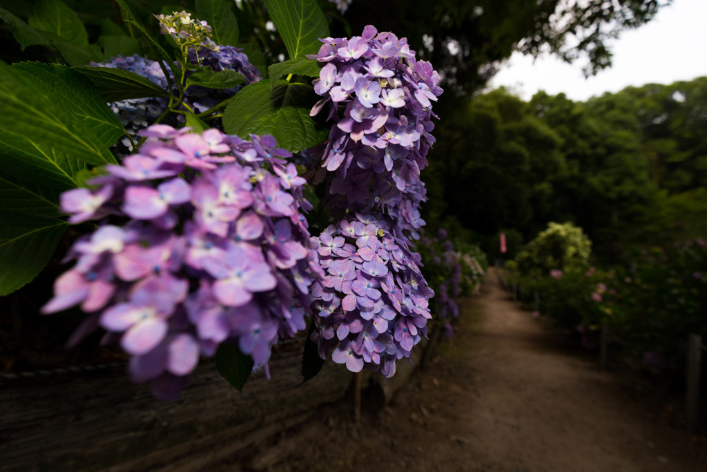 神宮寺の紫陽花-1