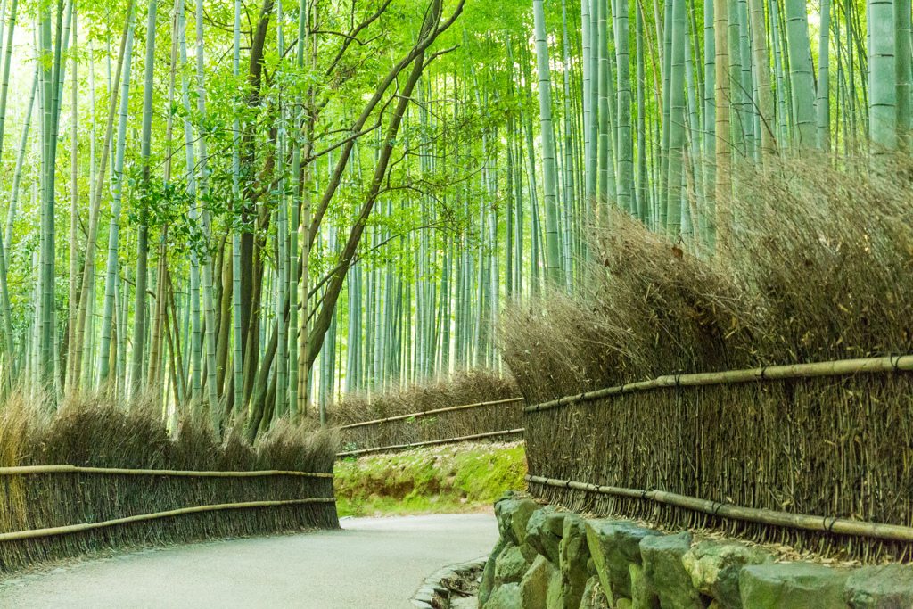 竹林の道-4