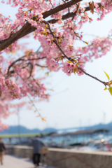 河津桜。。。