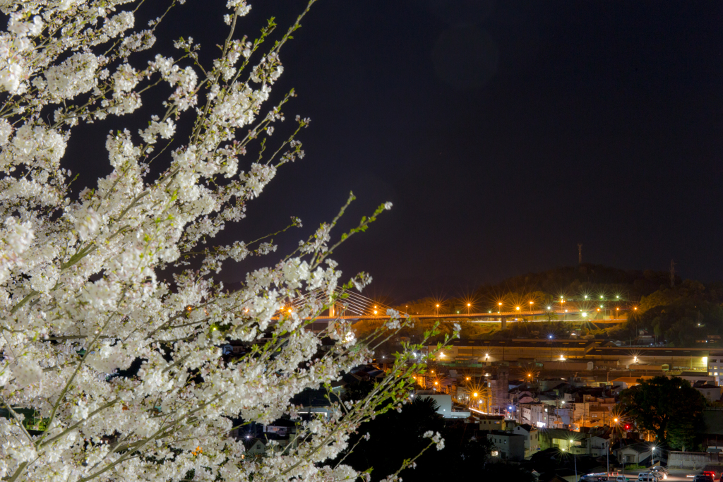 桜。。。