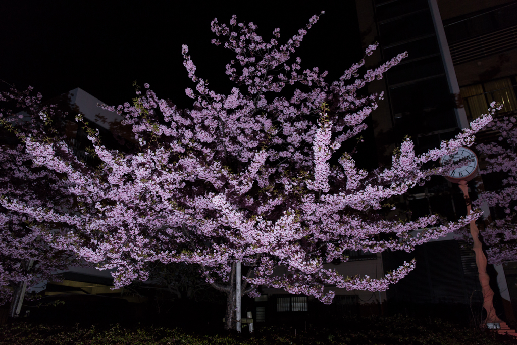 河津桜。。。