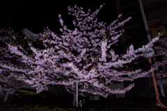 河津桜。。。