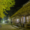 金言寺の大イチョウ-2
