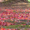 尾関山公園-1