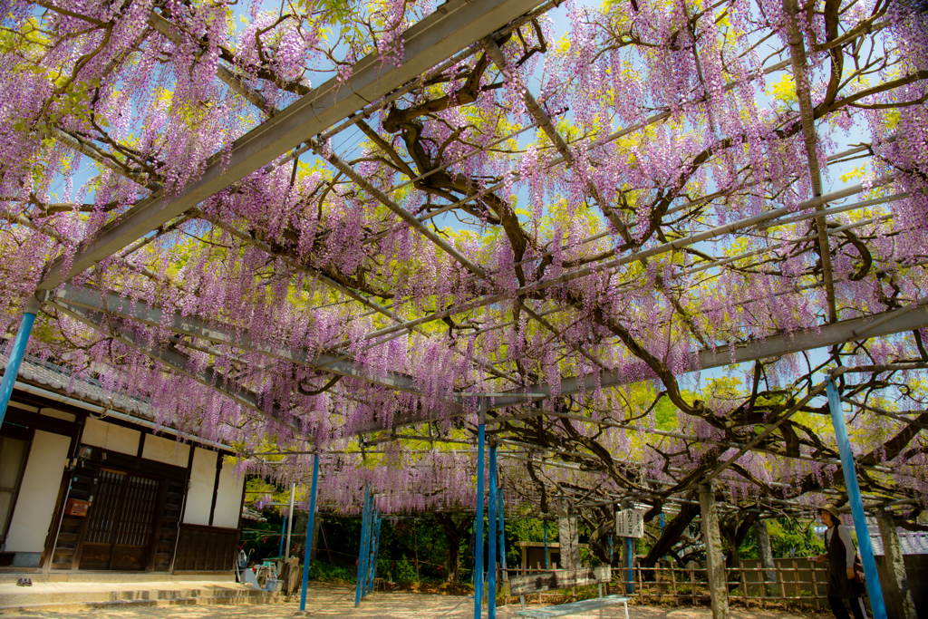 大熊寺の藤-3