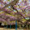 大熊寺の藤-3