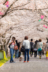 井原堤の桜。。。2