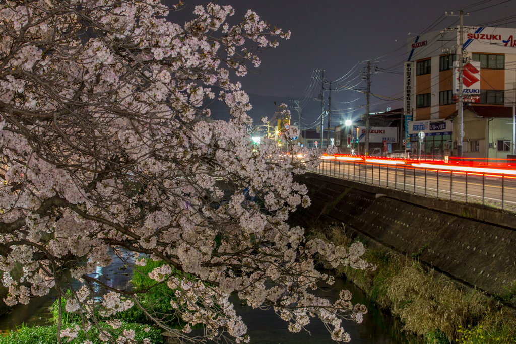 桜土手-6