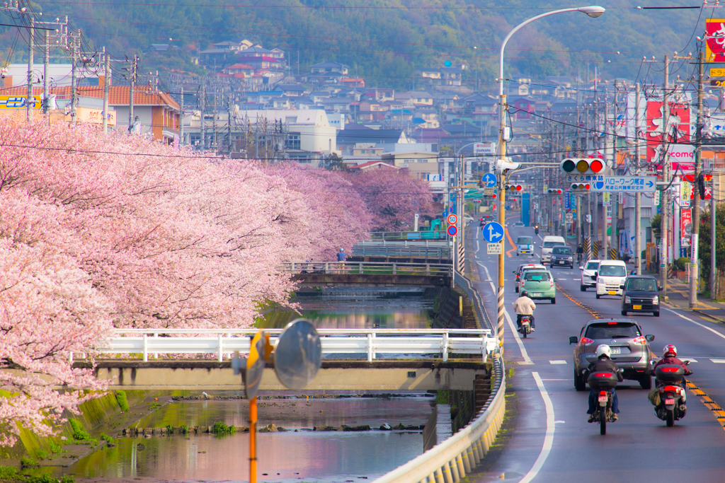 桜土手-3