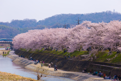 井原堤の桜。。。1