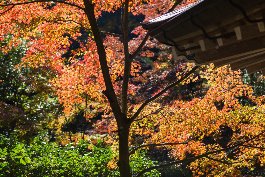 三滝寺-2