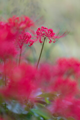 御調の彼岸花-3