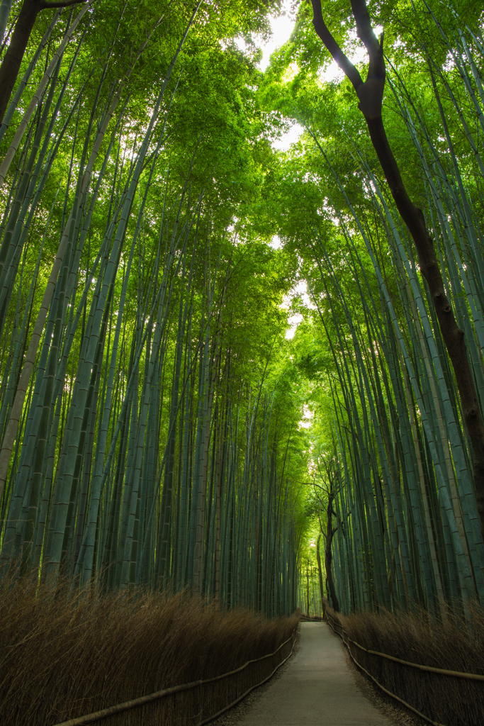 竹林の道-1