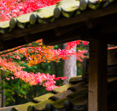 佛通寺-7