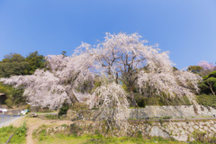 神原の枝垂桜。。。