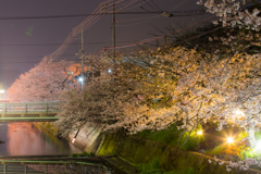 桜土手-5