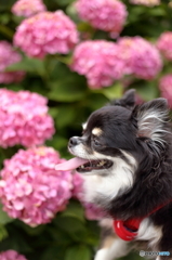 紫陽花に感動。。。