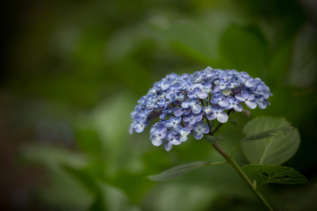 観音寺の紫陽花-4