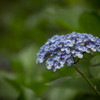 観音寺の紫陽花-4