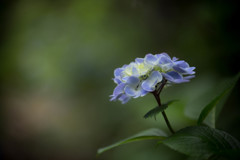 観音寺の紫陽花-5