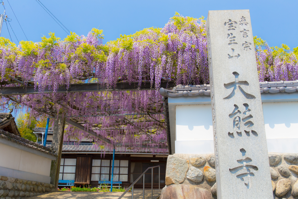 大熊寺の藤-1