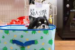 箱入り娘。。。
