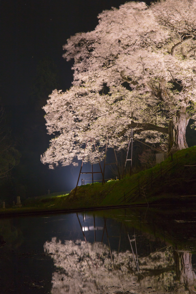 小奴可の要害桜-2