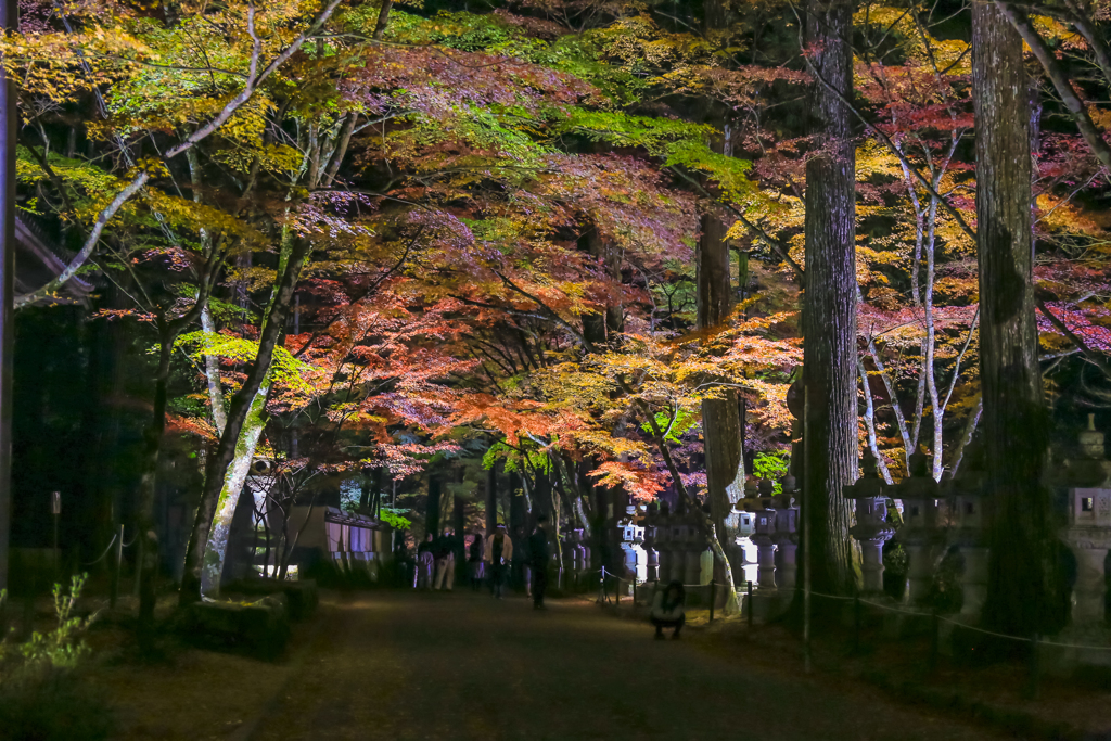 佛通寺ライトアップ-②