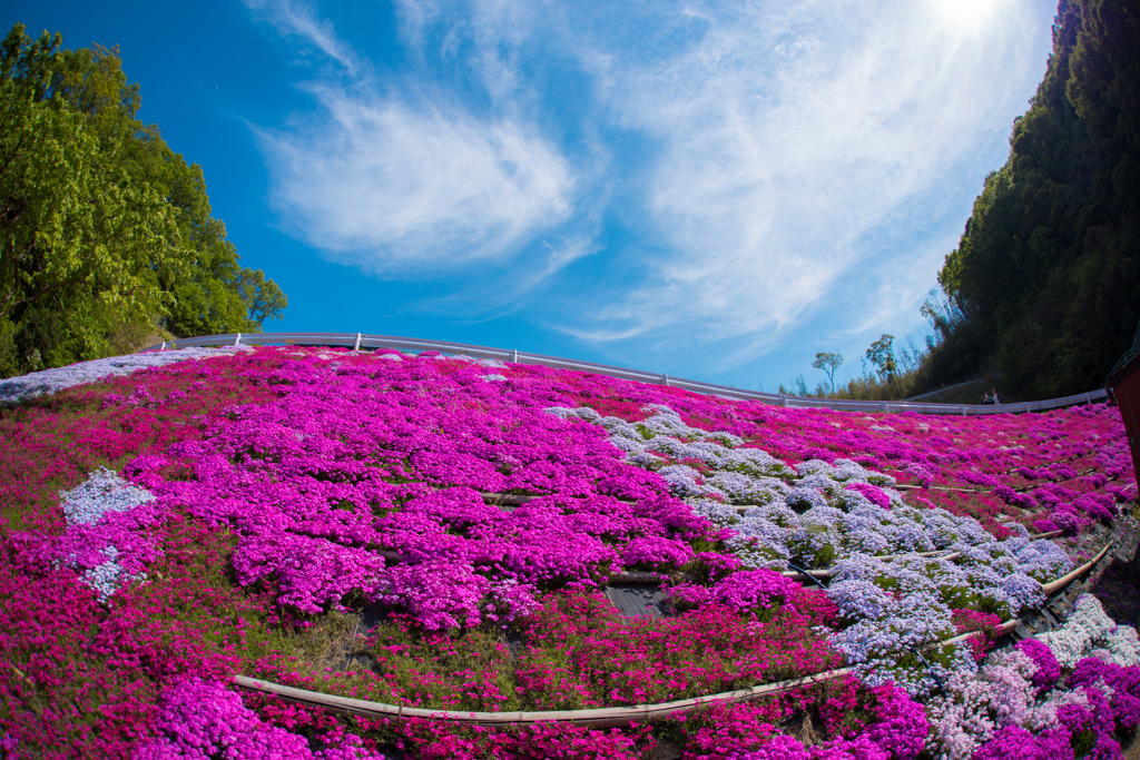 ふくろうの花畑。。。