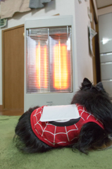＃寒がりな犬