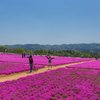 花夢の里。。。