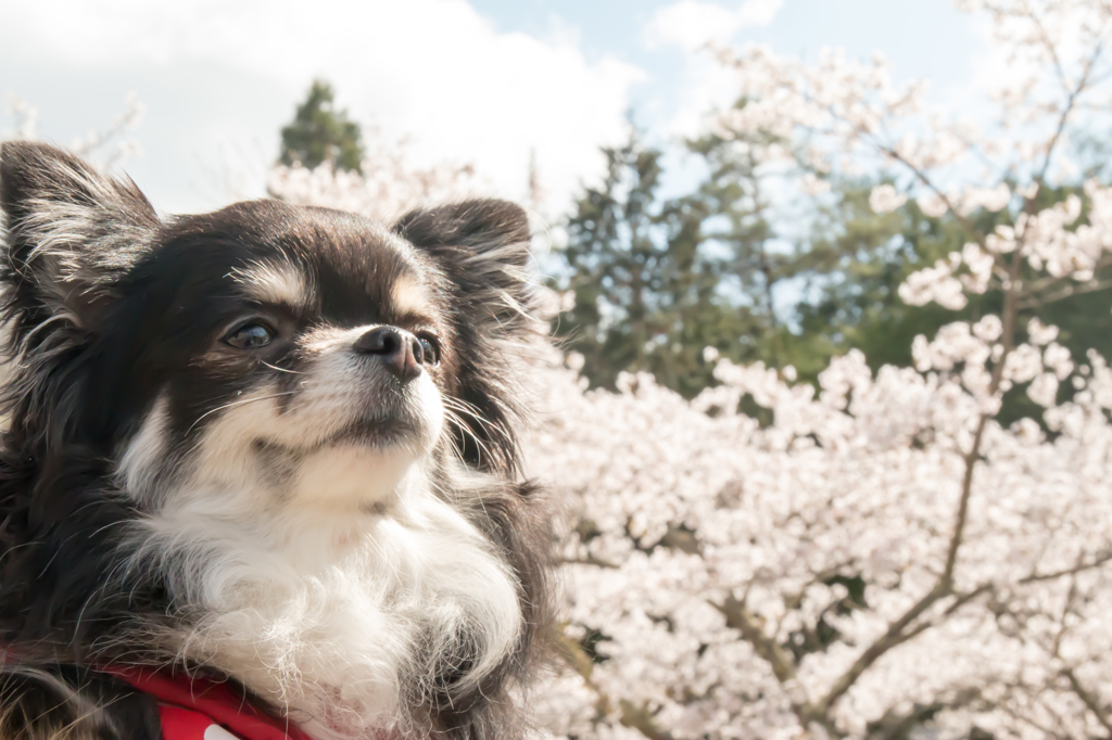 桜に感動。。。